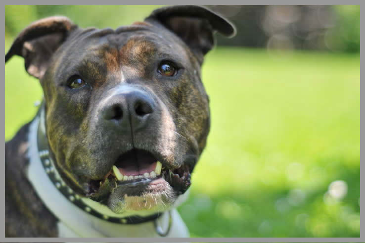 NachricHundegutachter Horst Böttcher